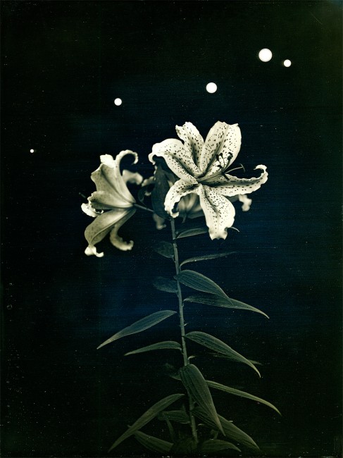 110726_IitateRadioLily_s-2